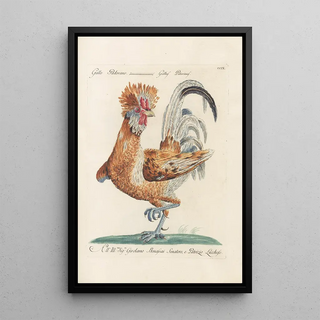 Saverio Manetti - Ornithologia methodice digesta Pl191.webp