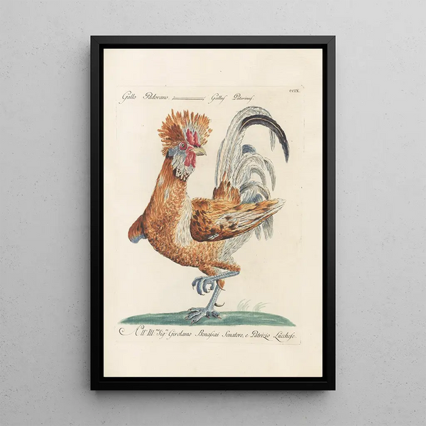 Ornithologia methodice digesta Pl191 - Saverio Manetti — oprawiony obraz na ścianie