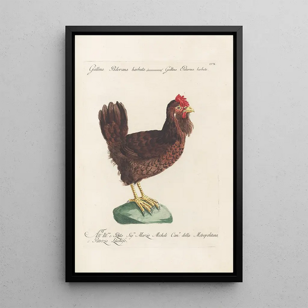 Ornithologia methodice digesta Pl192 - Saverio Manetti — oprawiony obraz na ścianie
