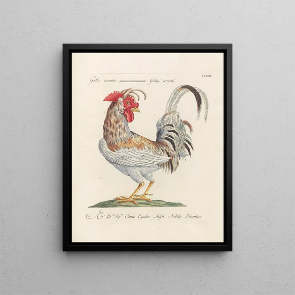 L'ornithologie a méthodiquement digéré Pl195 - Saverio Manetti — oprawiony obraz na ścianie