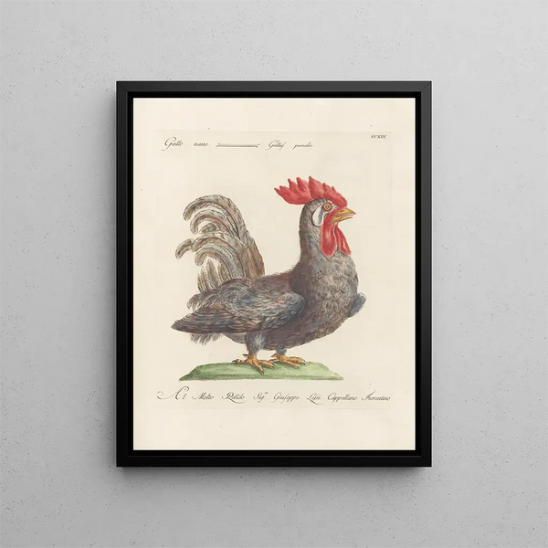 L'ornithologie a méthodiquement digéré Pl196 - Saverio Manetti — oprawiony obraz na ścianie