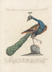 Ornithologia methodice digesta Pl199 - Saverio Manetti — widok dzieła