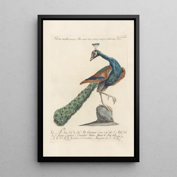 Ornithologia methodice digesta Pl199 - Saverio Manetti — oprawiony obraz na ścianie
