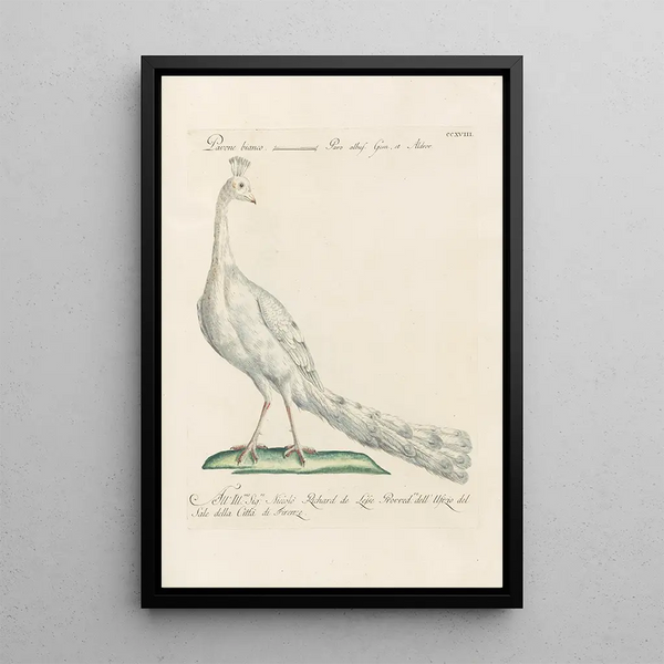 Ornithologia methodice digesta Pl200 - Saverio Manetti — oprawiony obraz na ścianie