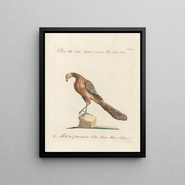 Ornithologie méthodiquement digérée Pl202 - Saverio Manetti — oprawiony obraz na ścianie