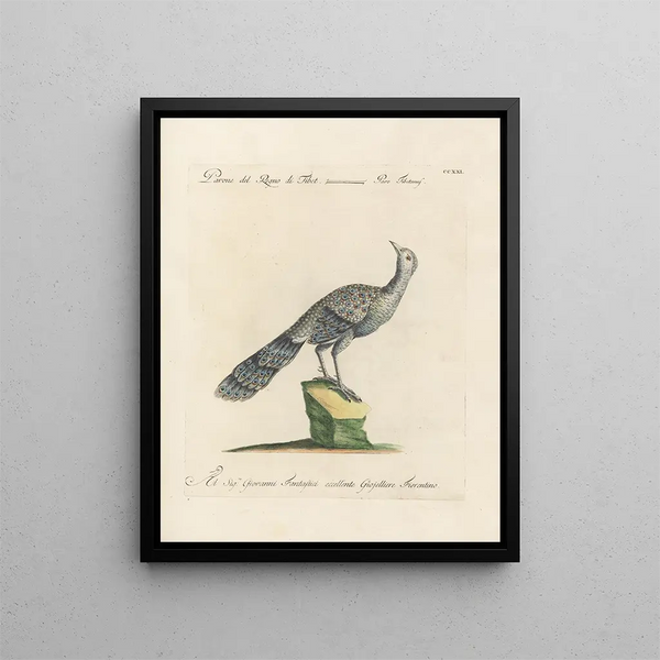 Saverio Manetti - Ornithologia methodice digesta Pl203.webp