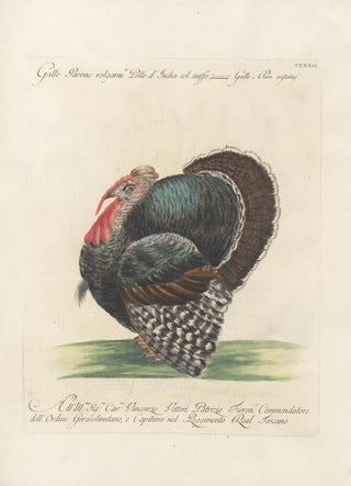 Saverio Manetti - Ornithologia methodice digesta Pl204.webp