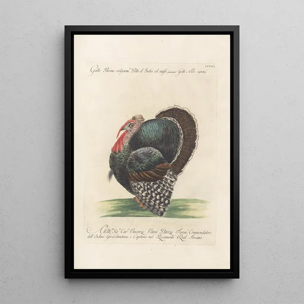 Ornithologia methodice digesta Pl204 - Saverio Manetti — oprawiony obraz na ścianie