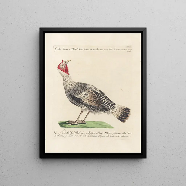 Ornithologie méthodiquement digérée Pl205 - Saverio Manetti — oprawiony obraz na ścianie