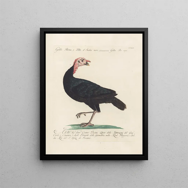 Ornithologie méthodiquement digérée Pl207 - Saverio Manetti — oprawiony obraz na ścianie