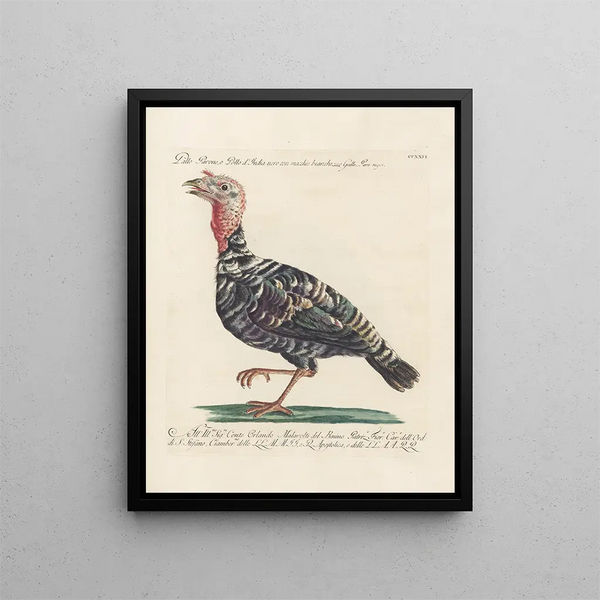 Ornithologie méthodiquement digérée Pl208 - Saverio Manetti — oprawiony obraz na ścianie