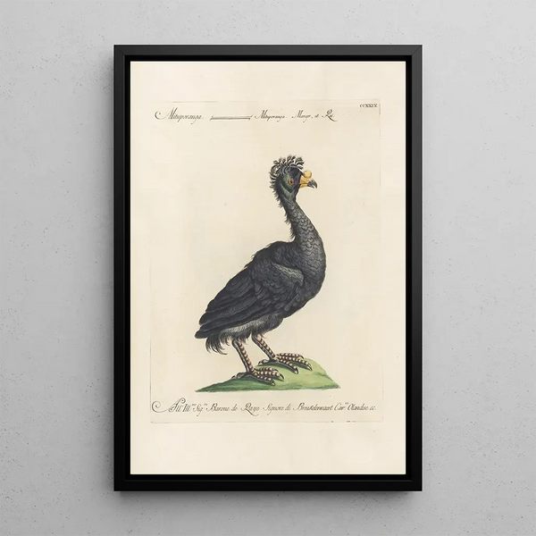 Ornithologia methodice digesta Pl211 - Saverio Manetti — oprawiony obraz na ścianie