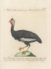 L'ornithologie a méthodiquement digéré Pl212 - Saverio Manetti — widok dzieła