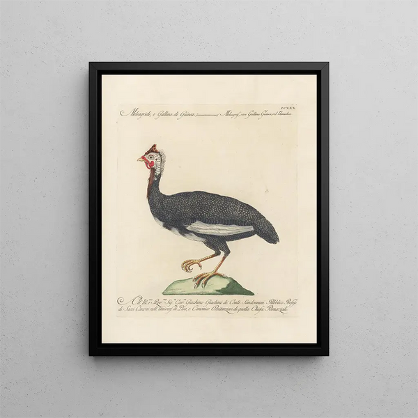 L'ornithologie a méthodiquement digéré Pl212 - Saverio Manetti — oprawiony obraz na ścianie