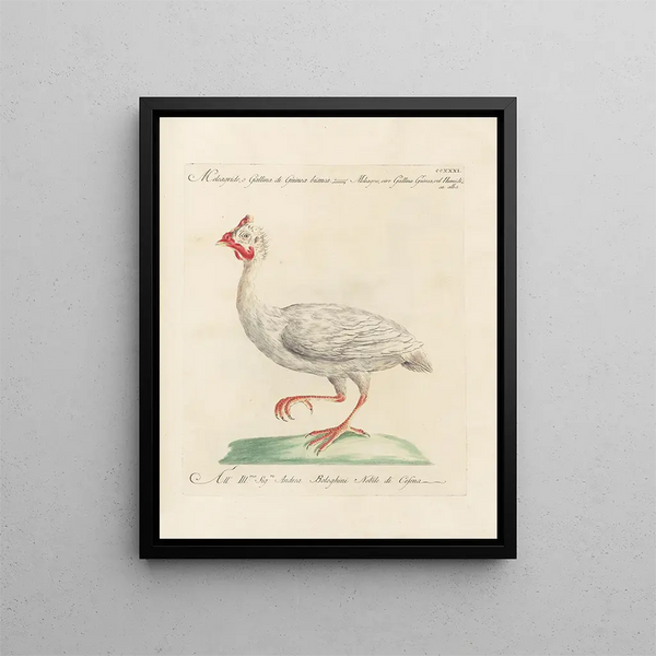 L'ornithologie a méthodiquement digéré Pl213 - Saverio Manetti — oprawiony obraz na ścianie