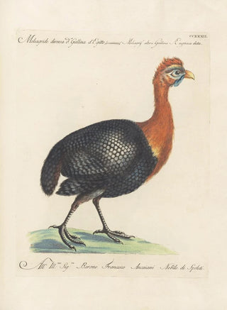 Saverio Manetti - Ornithologia methodice digesta Pl214.webp