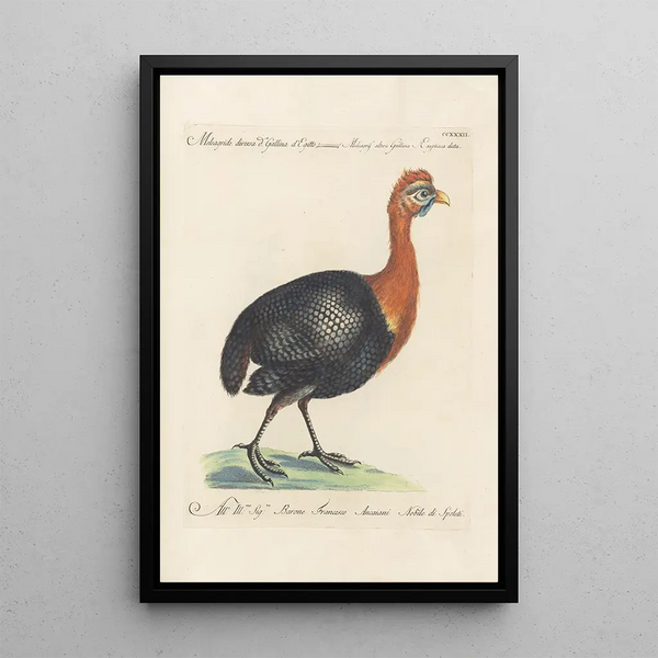 Ornithologia methodice digesta Pl214 - Saverio Manetti — oprawiony obraz na ścianie