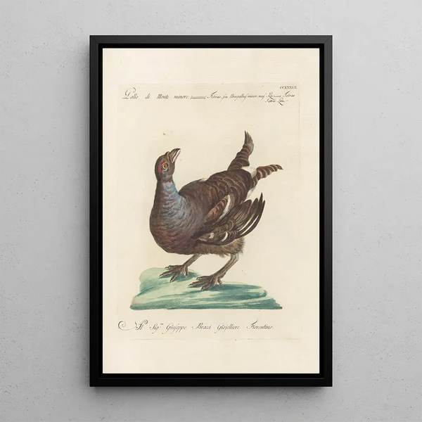 Ornithologia methodice digesta Pl215 - Saverio Manetti — oprawiony obraz na ścianie