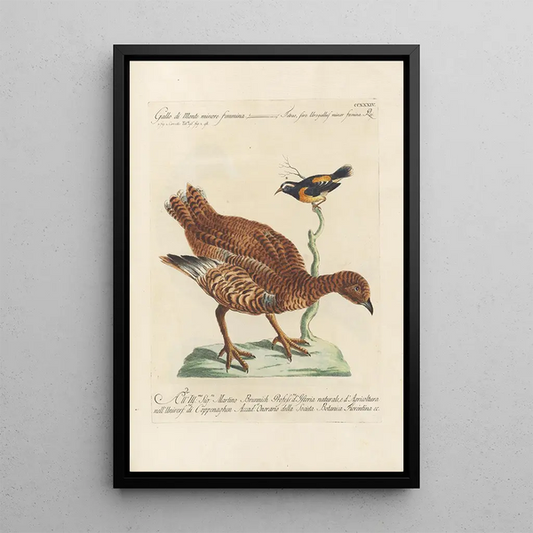 Ornithologia methodice digesta Pl216 - Saverio Manetti — oprawiony obraz na ścianie