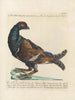 L'ornithologie a méthodiquement digéré Pl217 - Saverio Manetti — widok dzieła