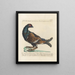 L'ornithologie a méthodiquement digéré Pl217 - Saverio Manetti — oprawiony obraz na ścianie