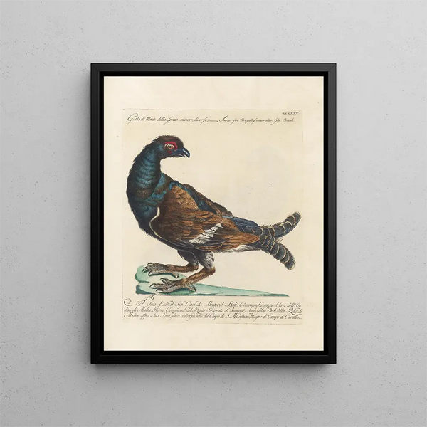 Saverio Manetti - Ornithologia methodice digesta Pl217.webp
