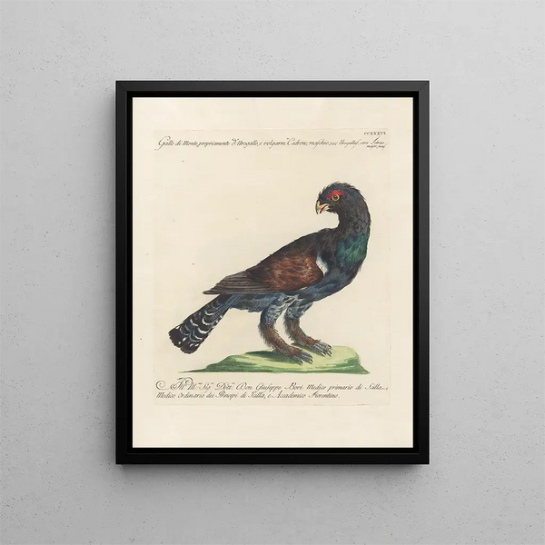 L'ornithologie a méthodiquement digéré Pl218 - Saverio Manetti — oprawiony obraz na ścianie