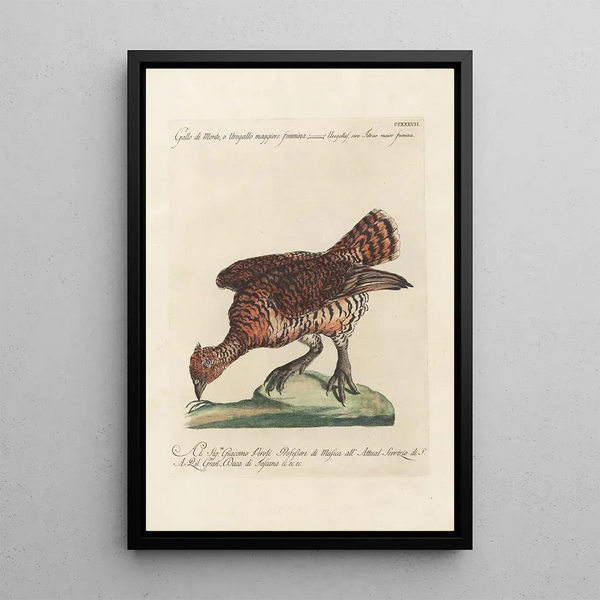 Ornithologia methodice digesta Pl219 - Saverio Manetti — oprawiony obraz na ścianie
