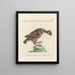 Ornithologie méthodiquement digérée Pl220 - Saverio Manetti — oprawiony obraz na ścianie
