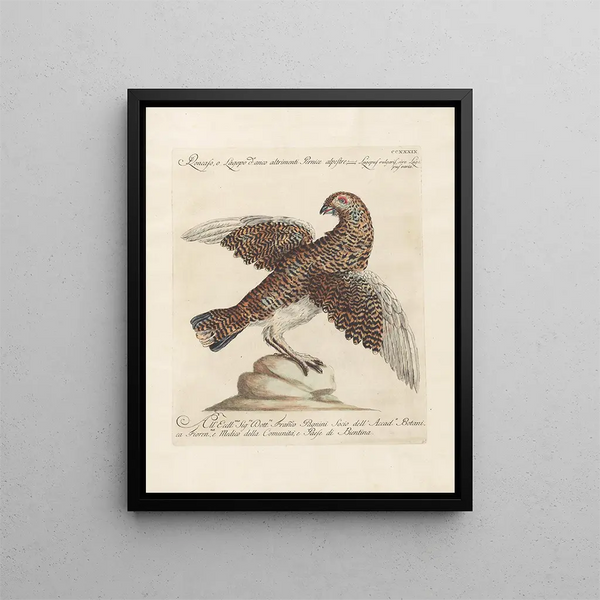 L'ornithologie a méthodiquement digéré Pl221 - Saverio Manetti — oprawiony obraz na ścianie