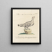 Ornithologie méthodiquement digérée Pl222 - Saverio Manetti — oprawiony obraz na ścianie