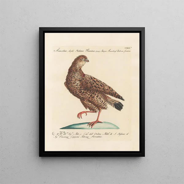L'ornithologie a méthodiquement digéré Pl224 - Saverio Manetti — oprawiony obraz na ścianie