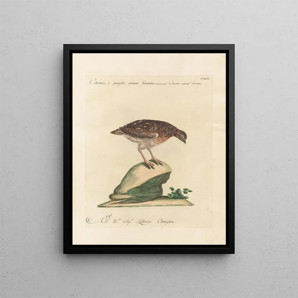 Ornithologie méthodiquement digérée Pl226 - Saverio Manetti — oprawiony obraz na ścianie