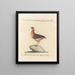 L'ornithologie a méthodiquement digéré Pl227 - Saverio Manetti — oprawiony obraz na ścianie