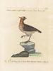 Ornithologie méthodiquement digérée Pl228 - Saverio Manetti — widok dzieła