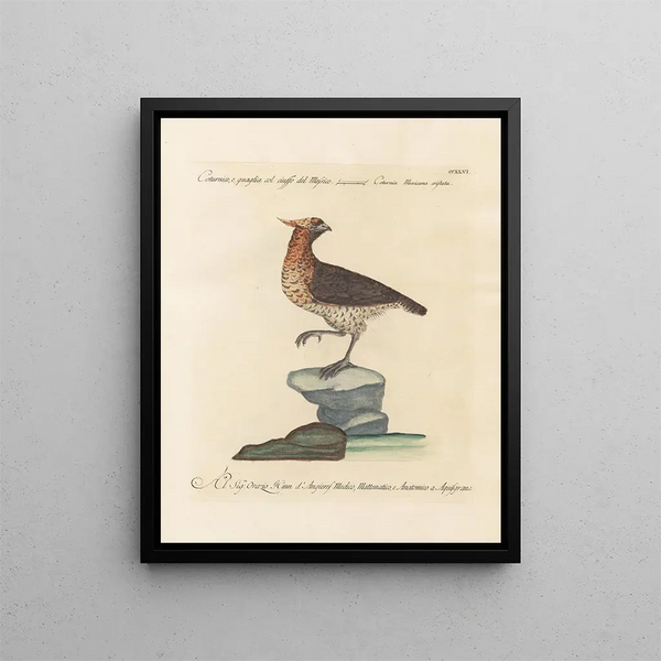 Ornithologie méthodiquement digérée Pl228 - Saverio Manetti — oprawiony obraz na ścianie