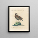 Ornithologie méthodiquement digérée Pl229 - Saverio Manetti — oprawiony obraz na ścianie