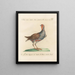 L'ornithologie a méthodiquement digéré Pl231 - Saverio Manetti — oprawiony obraz na ścianie
