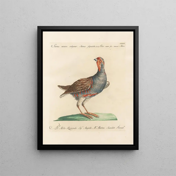 L'ornithologie a méthodiquement digéré Pl231 - Saverio Manetti — oprawiony obraz na ścianie