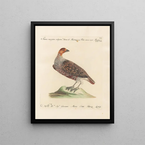 L'Ornithologie a méthodiquement digéré Pl232 - Saverio Manetti — oprawiony obraz na ścianie