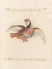 Ornithologie méthodiquement digérée Pl235 - Saverio Manetti — widok dzieła