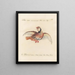Ornithologie méthodiquement digérée Pl235 - Saverio Manetti — oprawiony obraz na ścianie