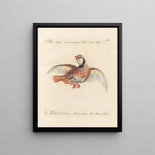 Ornithologie méthodiquement digérée Pl235 - Saverio Manetti — oprawiony obraz na ścianie
