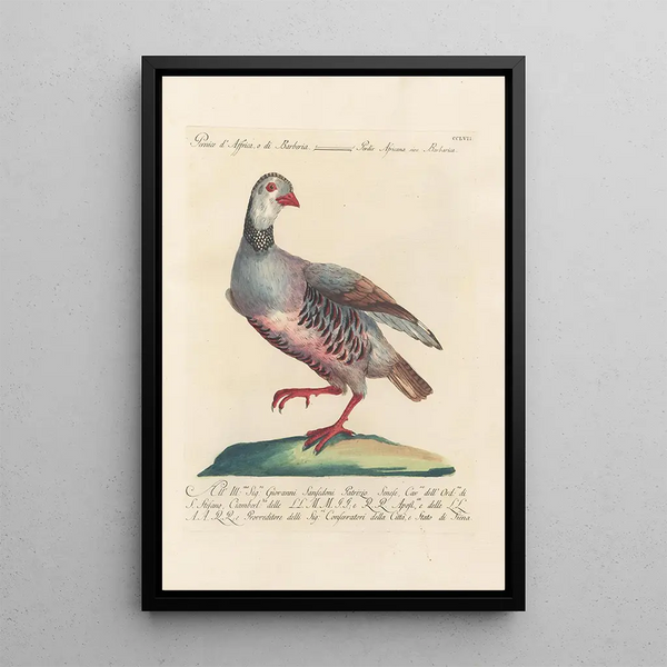 Ornithologia methodice digesta Pl239 - Saverio Manetti — oprawiony obraz na ścianie