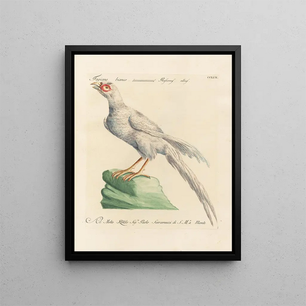 L'ornithologie méthodiquement digérée Pl241 - Saverio Manetti — oprawiony obraz na ścianie