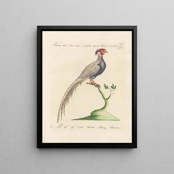 L'ornithologie méthodiquement digérée Pl243 - Saverio Manetti — oprawiony obraz na ścianie
