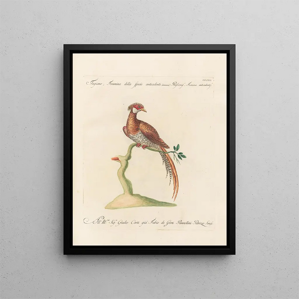 L'ornithologie méthodiquement digérée Pl244 - Saverio Manetti — oprawiony obraz na ścianie