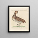 L'ornithologie méthodiquement digérée Pl246 - Saverio Manetti — oprawiony obraz na ścianie