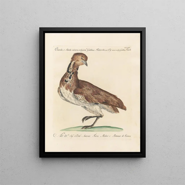 L'ornithologie méthodiquement digérée Pl246 - Saverio Manetti — oprawiony obraz na ścianie