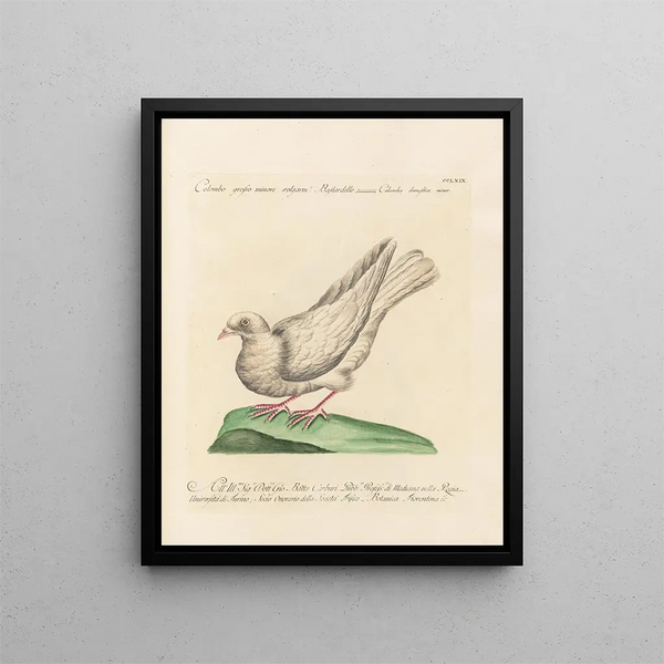 Saverio Manetti - Ornithologia methodice digesta Pl251.webp